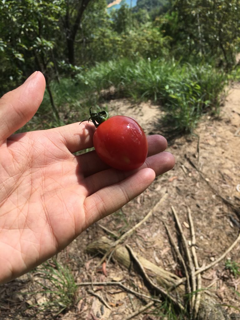 當我上到山頂時，遇上了當地的行山團。他們問我們從那裡來，知道我們特意由香港來行山練習，也覺得很有趣。臨走前，團友分享一粒車厘茄，厚肉又多汁。